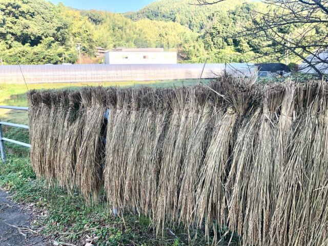 🌾
サポートセンター周りの風景
ガードレールはざかけ🌾
◇◇◇◇◇◇◇◇◇◇◇◇◇◇◇◇◇◇◇◇
#とくしま有機農業サポートセンター
#小松島有機農業サポートセンター
#コープ自然派
#はざかけ