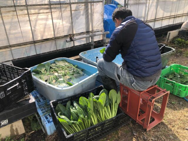 🧑‍🌾
小松菜が大きくなるのを1週間収穫を止めて
待っていましたが、今日からまた出荷再開〜！
◇◇◇◇◇◇◇◇◇◇◇◇◇◇◇◇◇◇◇◇◇◇◇◇◇◇
#とくしま有機農業サポートセンター  #小松島有機農業サポートセンター  #コープ自然派  #コープ自然派しこく  #有機野菜　#小松菜  #blof理論