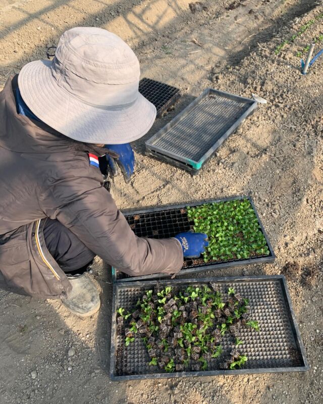 🧑‍🌾
今期最後の小松菜苗を定植します🌱
この3日間極寒でしたが今日のビニールハウスの中は
ぽっかぽか🌞
◇◇◇◇◇◇◇◇◇◇◇◇◇◇◇◇◇◇◇◇◇◇◇◇◇
#とくしま有機農業サポートセンター　#小松島有機農業サポートセンター　#コープ自然派　#有機野菜