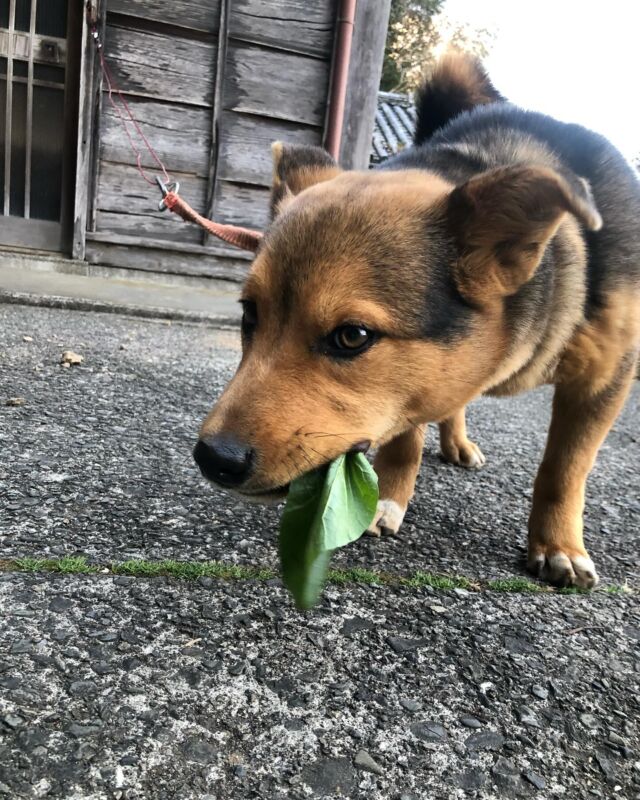 🐕
商品にならない小松菜をあげてみたら
むしゃむしゃ食べる食べる🥬
◇◇◇◇◇◇◇◇◇◇◇◇◇◇◇◇◇◇
#とくしま有機農業サポートセンター
#小松島有機農業サポートセンター
#有機野菜 
#犬ごはん