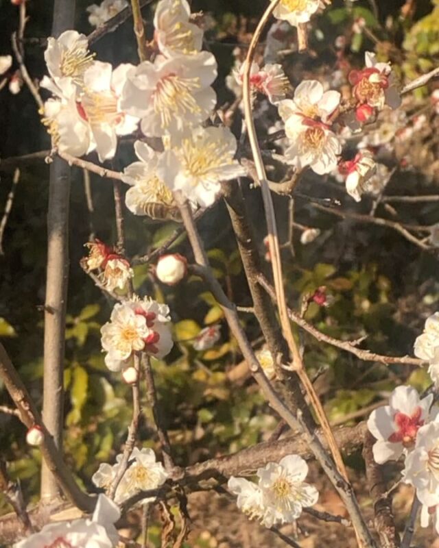 🌸
暖かくなってきて、梅が満開🌸
みつばちが蜜の採取に忙しそうです🐝
河津桜も芽吹いてきました🌸
◇◇◇◇◇◇◇◇◇◇◇◇◇◇◇◇◇◇◇◇
#とくしま有機農業サポートセンター 
#小松島有機農業サポートセンター
#日本みつばち 
#梅の花